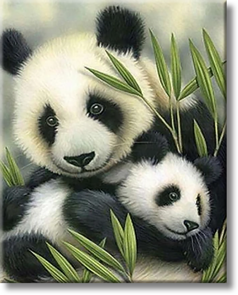 Panda Family - Painting By Numbers