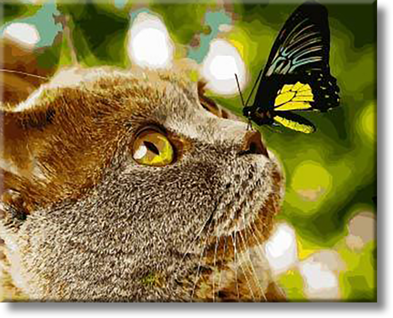 Cat And The Butterfly - Painting By Numbers