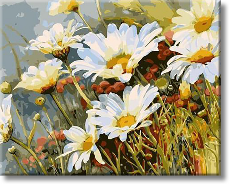 Daisies - Painting By Numbers