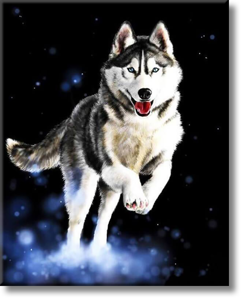 Husky - Painting By Numbers