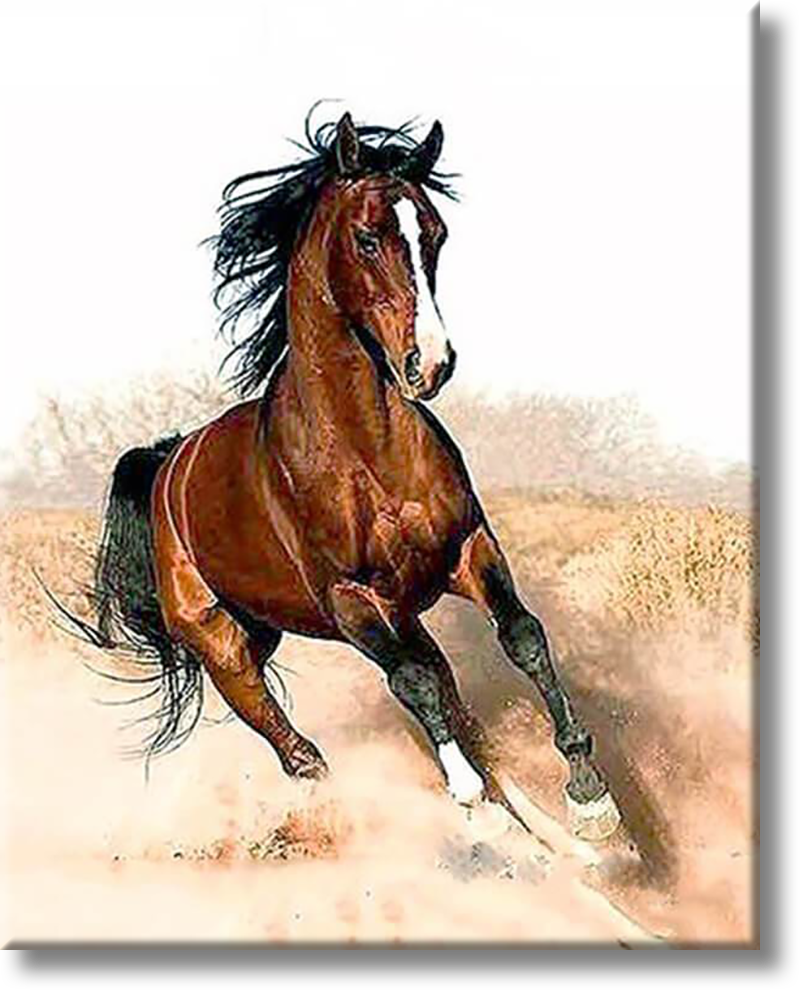 Wild Stallion - Painting By Numbers